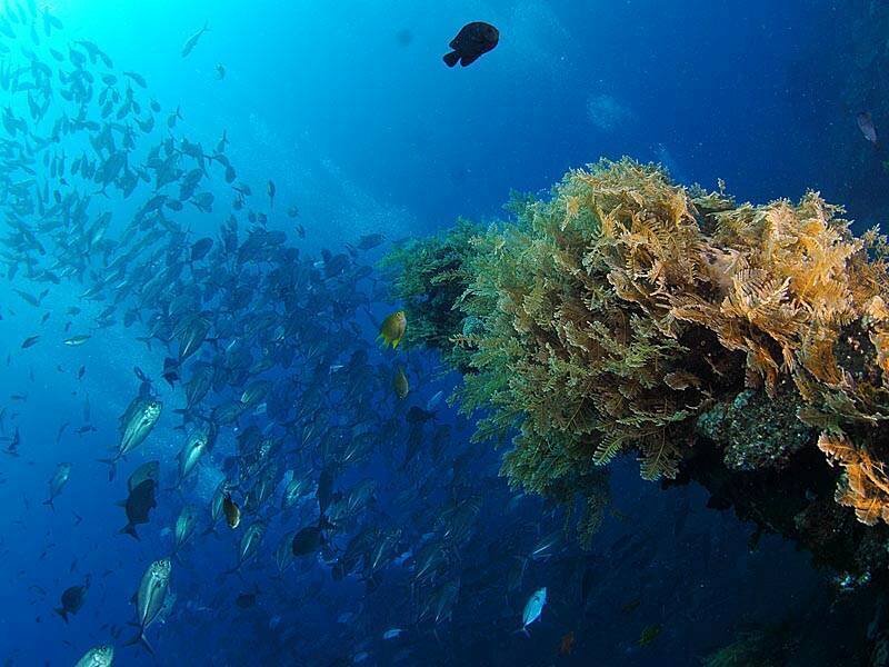 Underwater fish school near coral