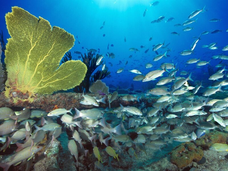 Underwater fish school near coral