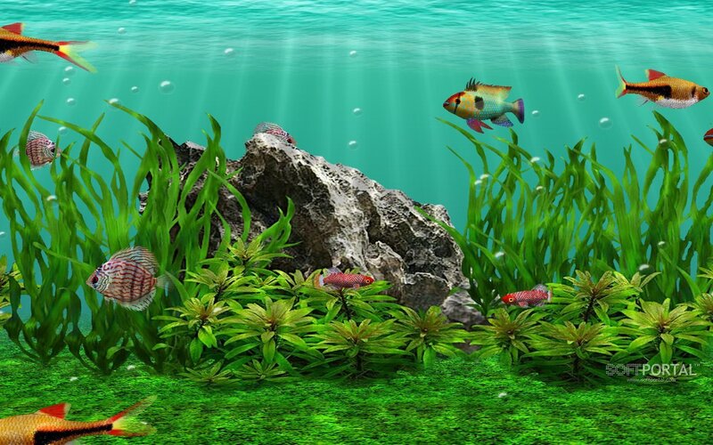 Underwater fish tank scene