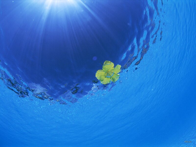 Underwater flower with sun rays