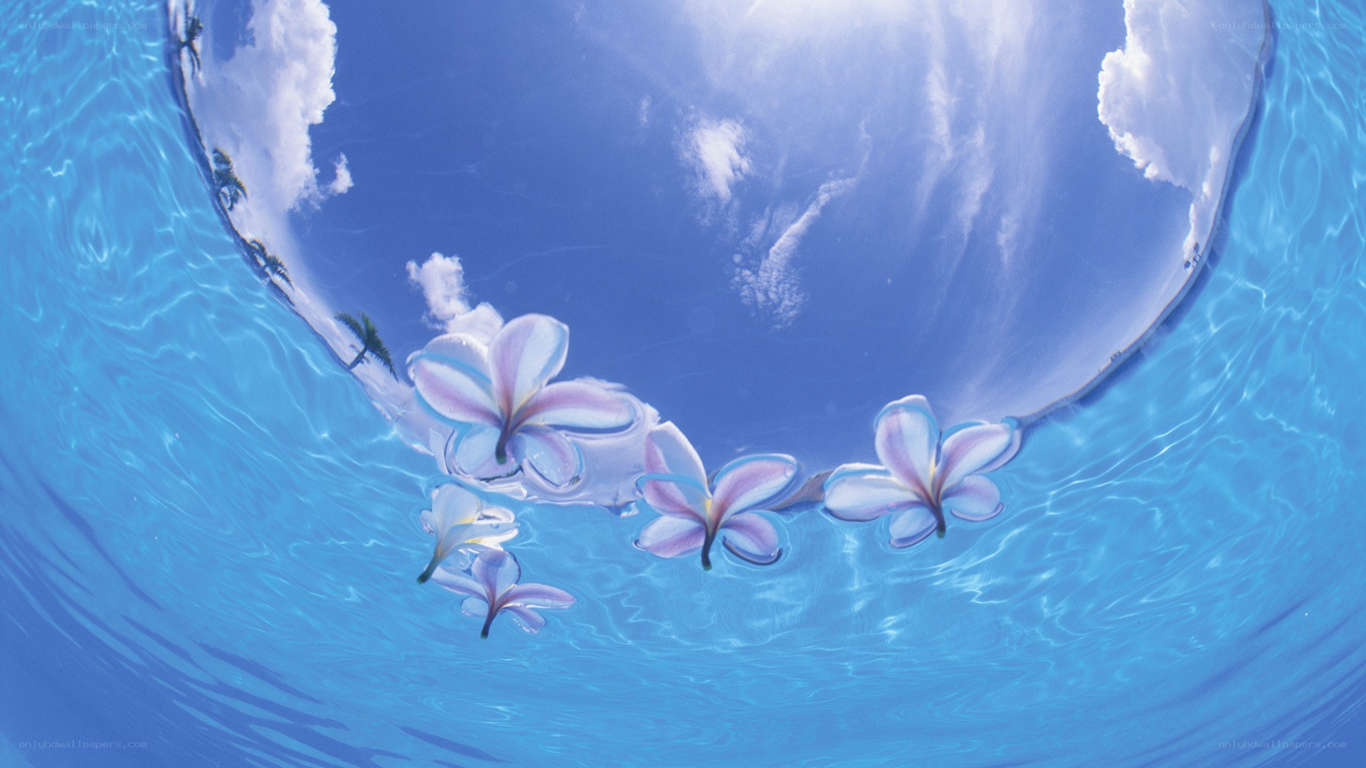 underwater flowers in blue water
