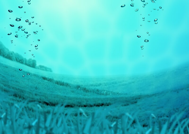 underwater grass field