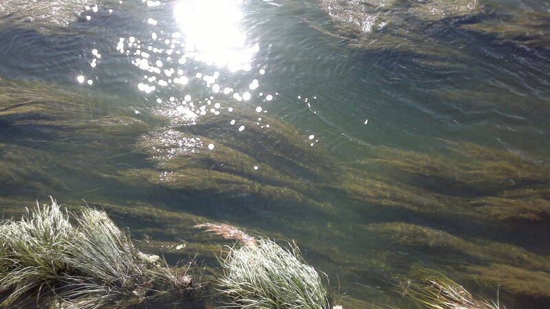 Underwater Grass in Stream