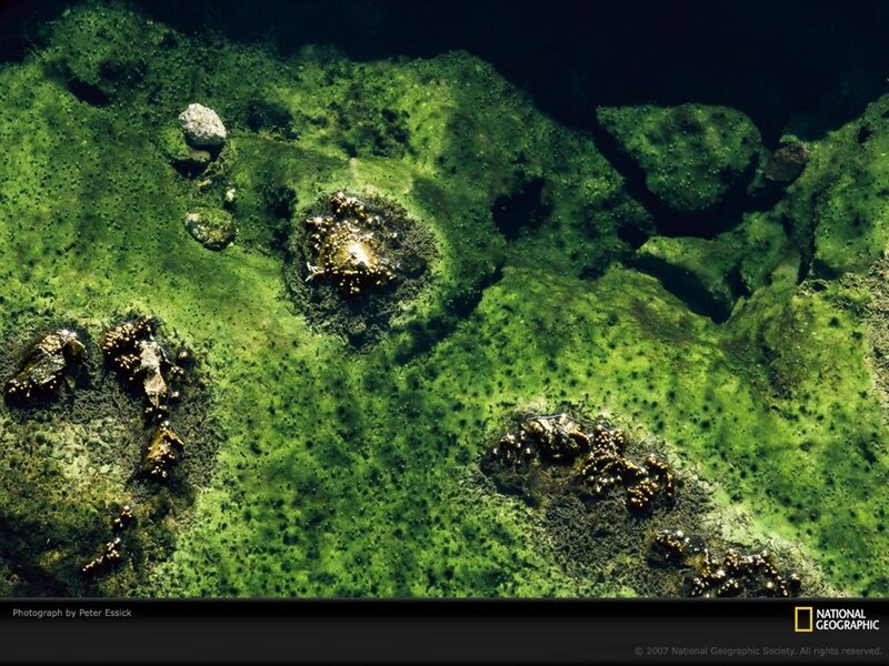 Underwater green formations