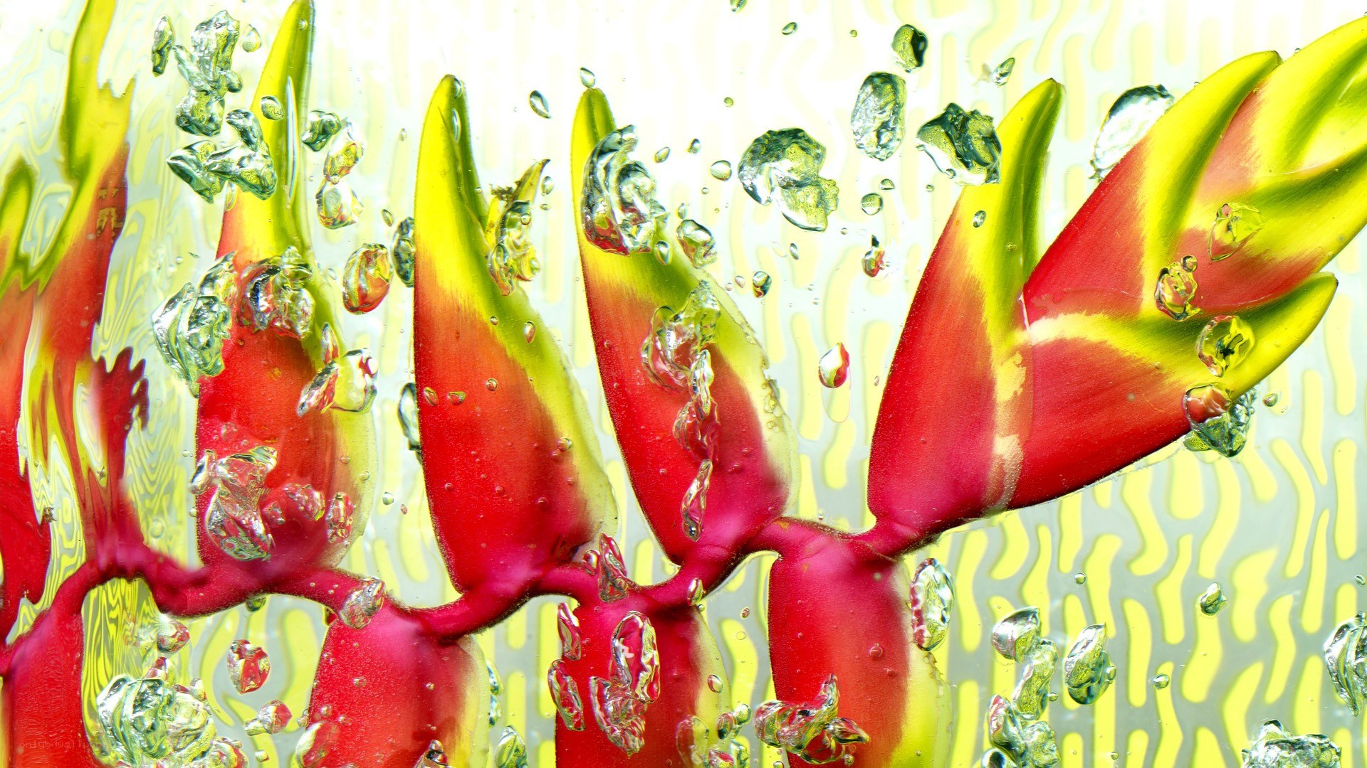 Underwater heliconia flowers