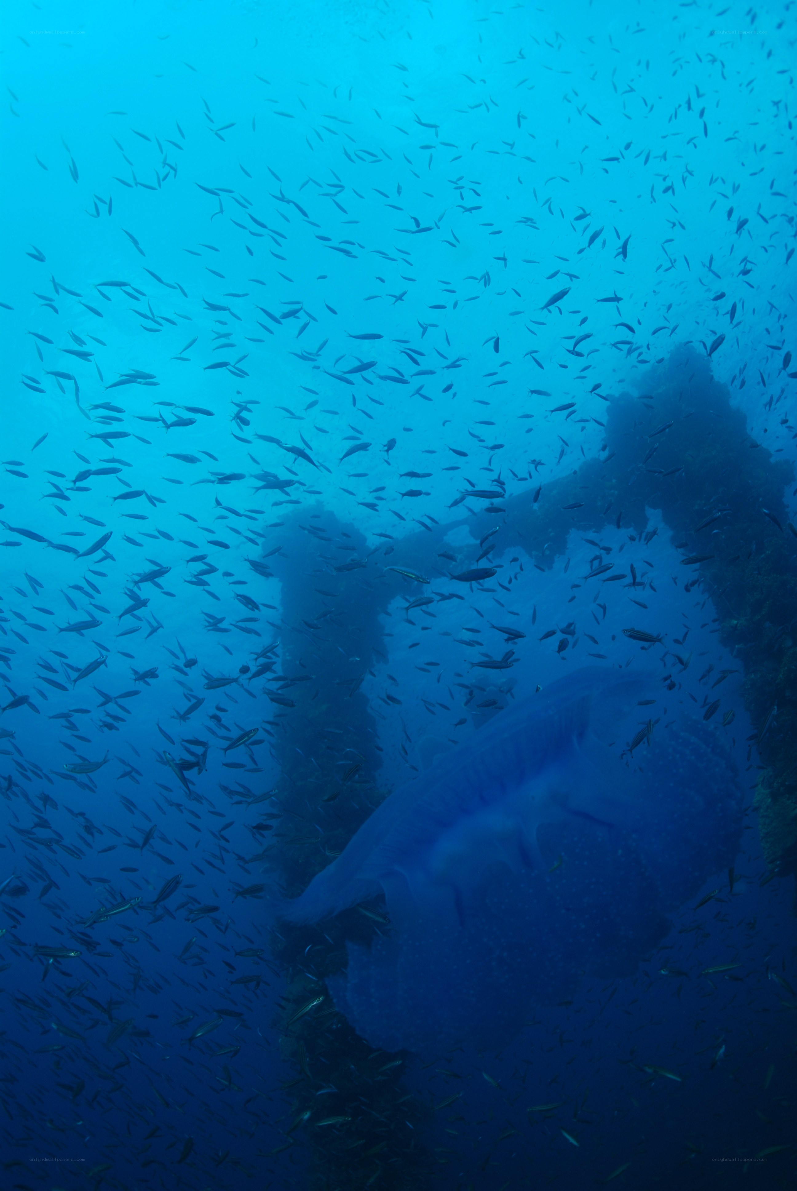 Underwater jellyfish and fish