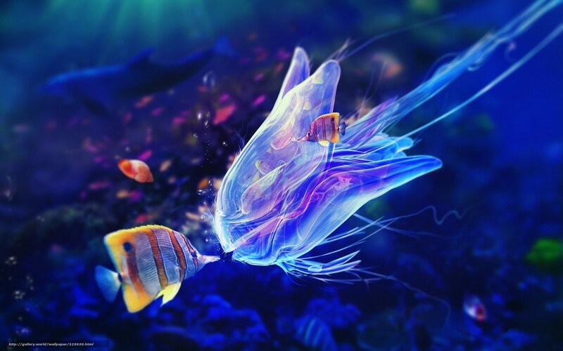 Underwater jellyfish and fish