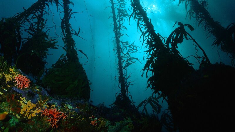 Underwater kelp forest