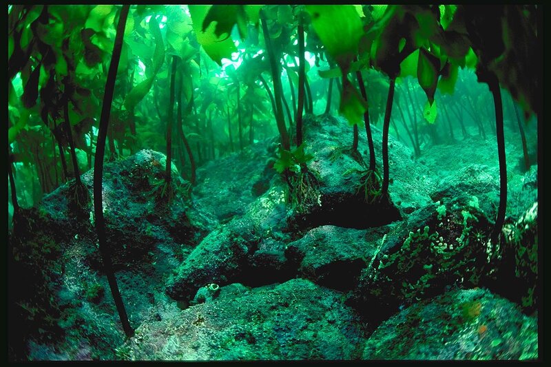 Underwater kelp forest