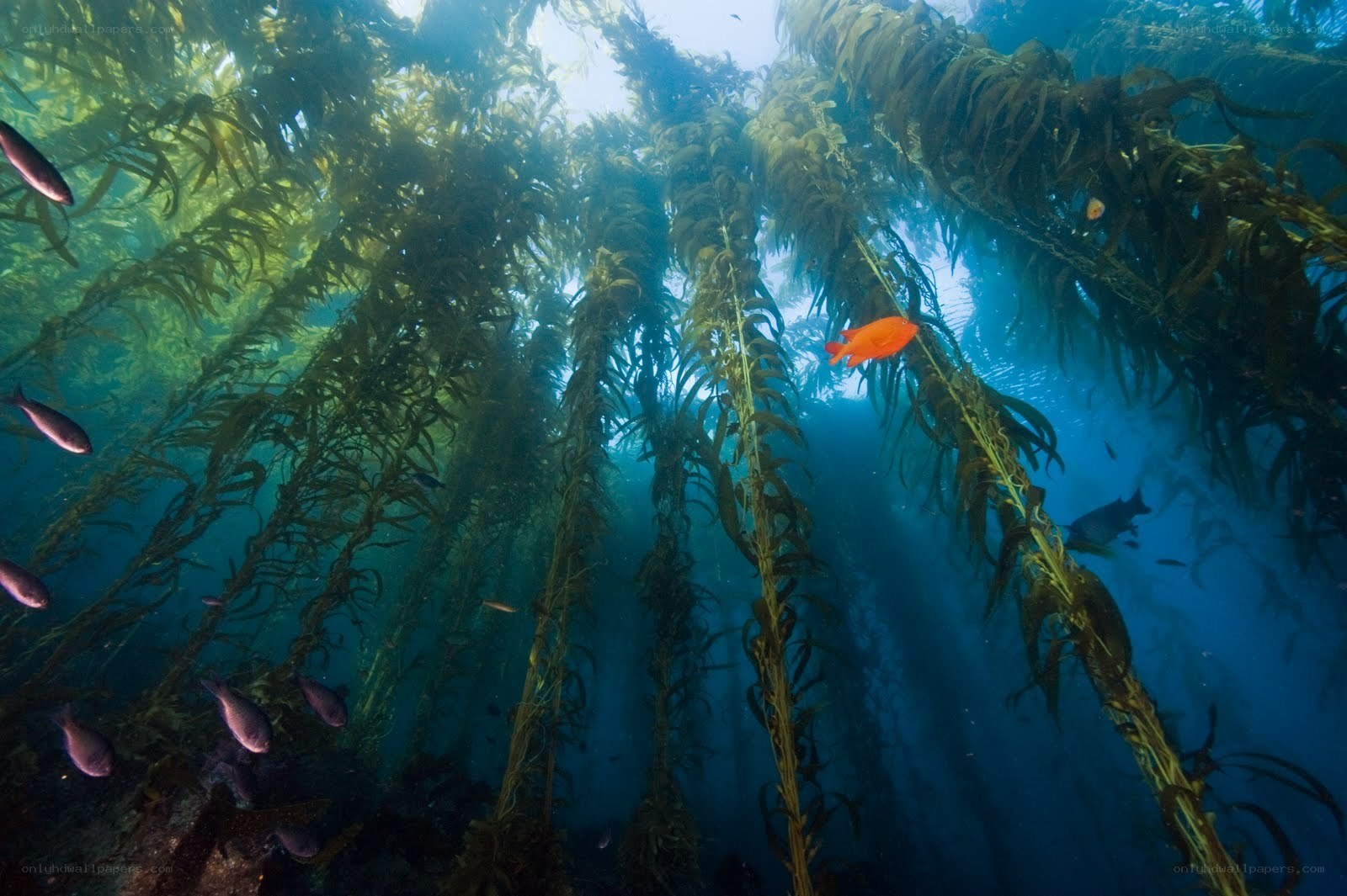 Underwater kelp forest scene
