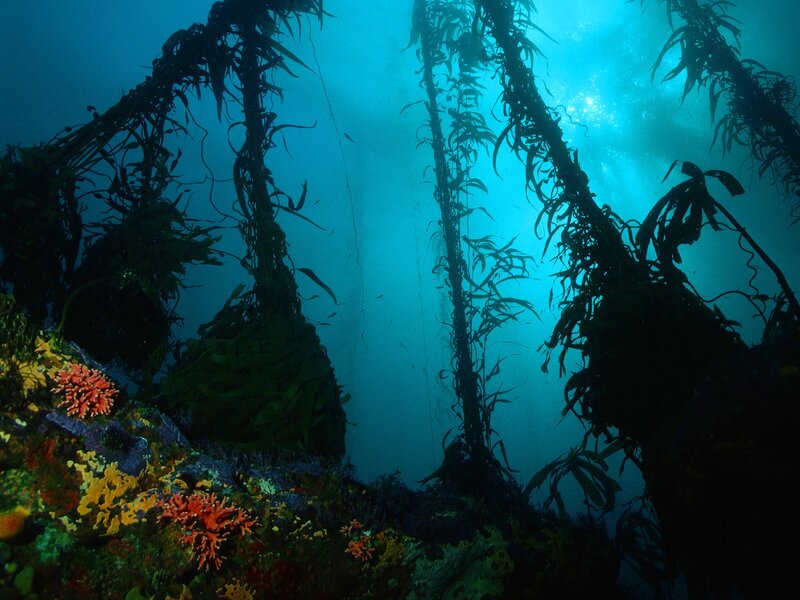 Underwater kelp forest scene