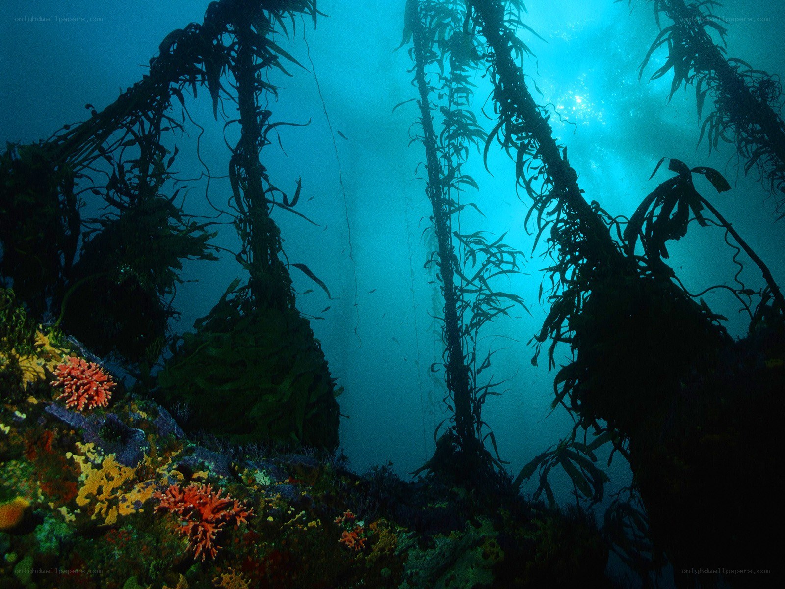 Underwater kelp forest scene