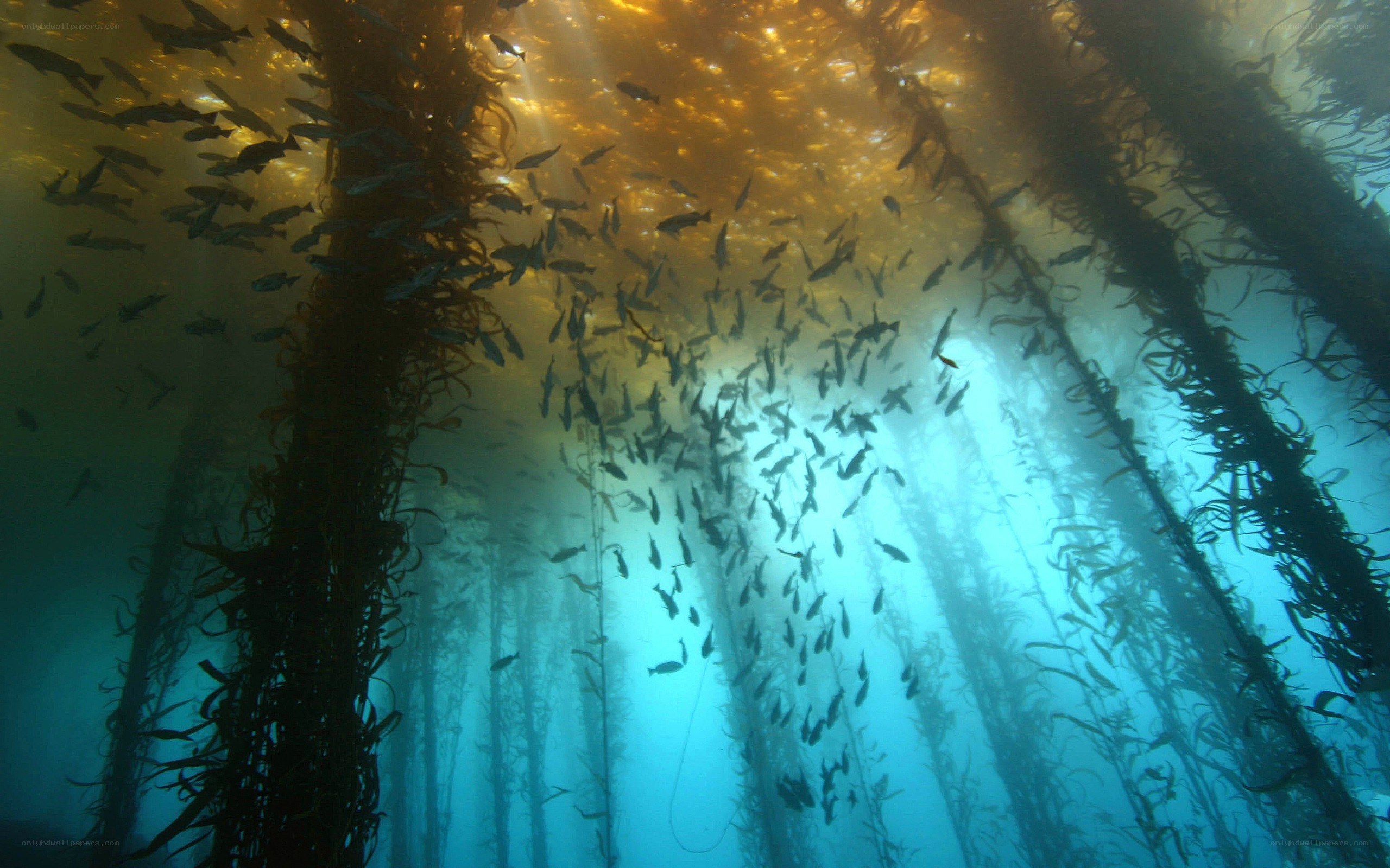 Underwater kelp forest scene