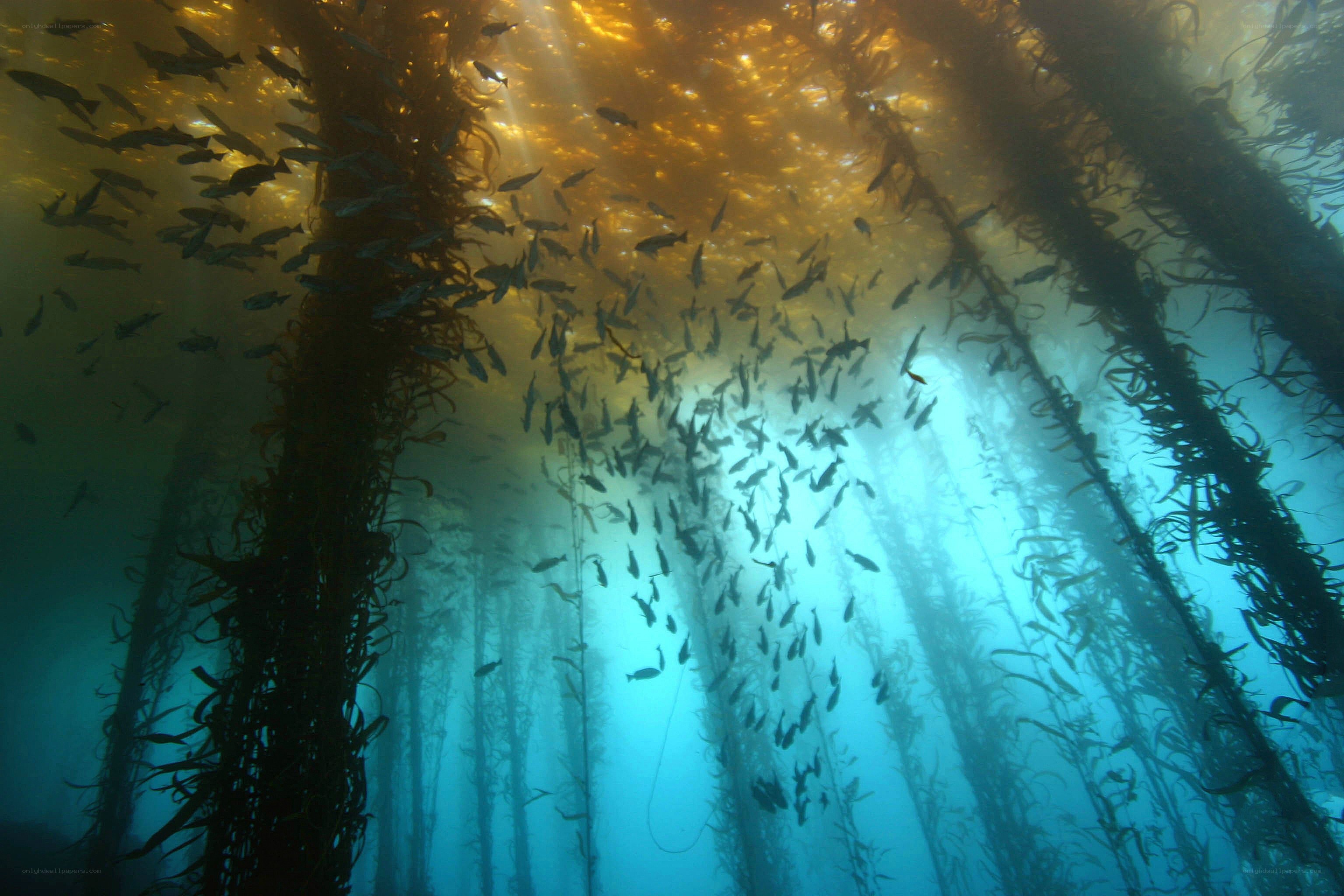 Underwater kelp forest scene