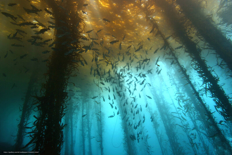 Underwater kelp forest scene