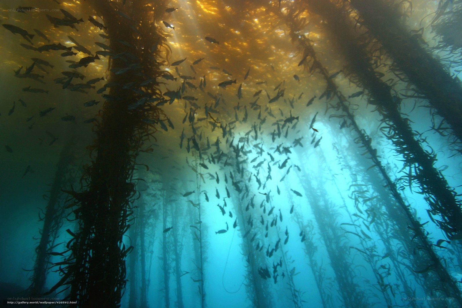 Underwater kelp forest scene