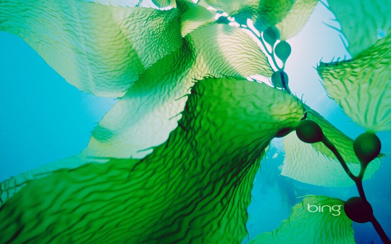 Underwater kelp forest