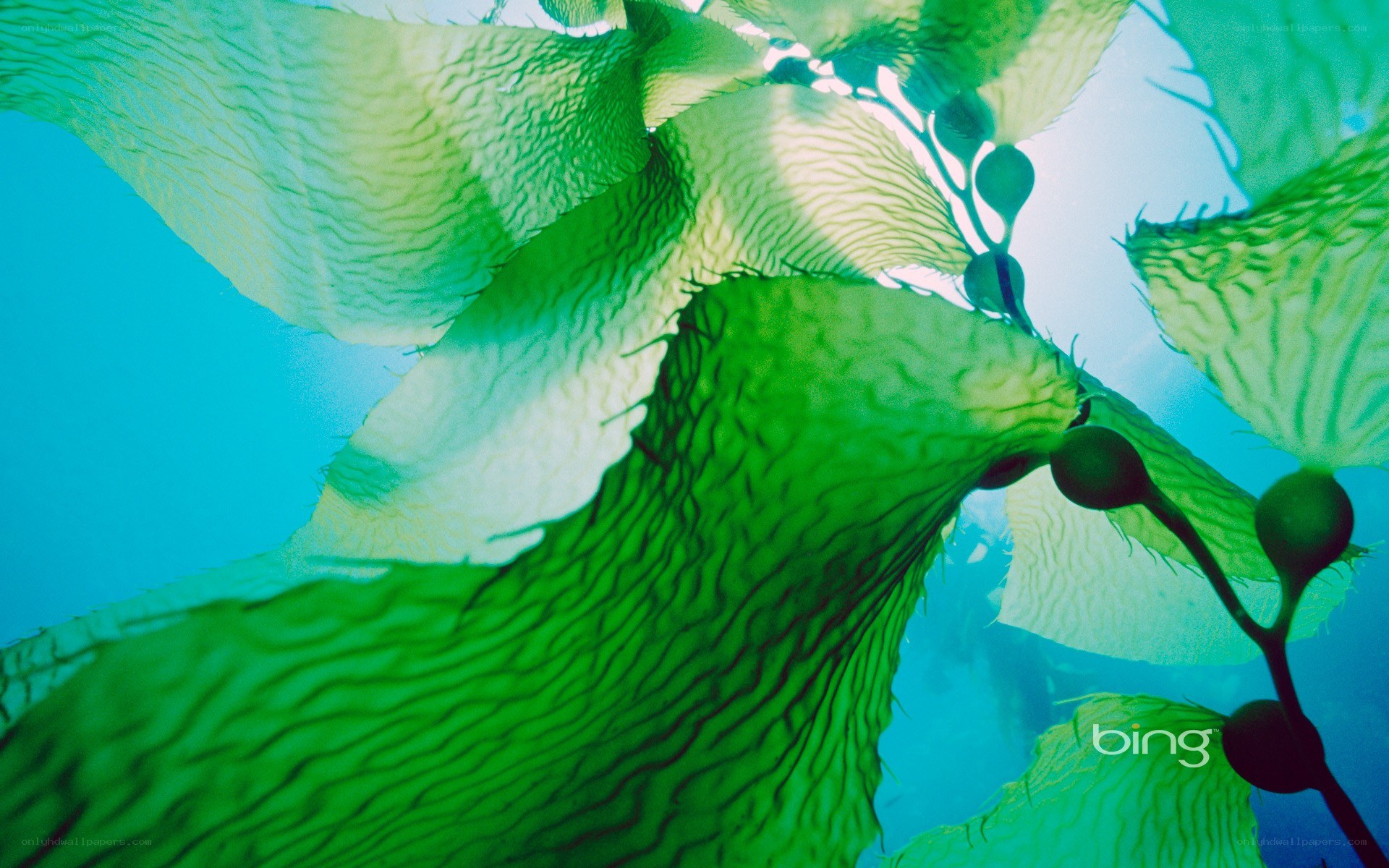 Underwater kelp forest