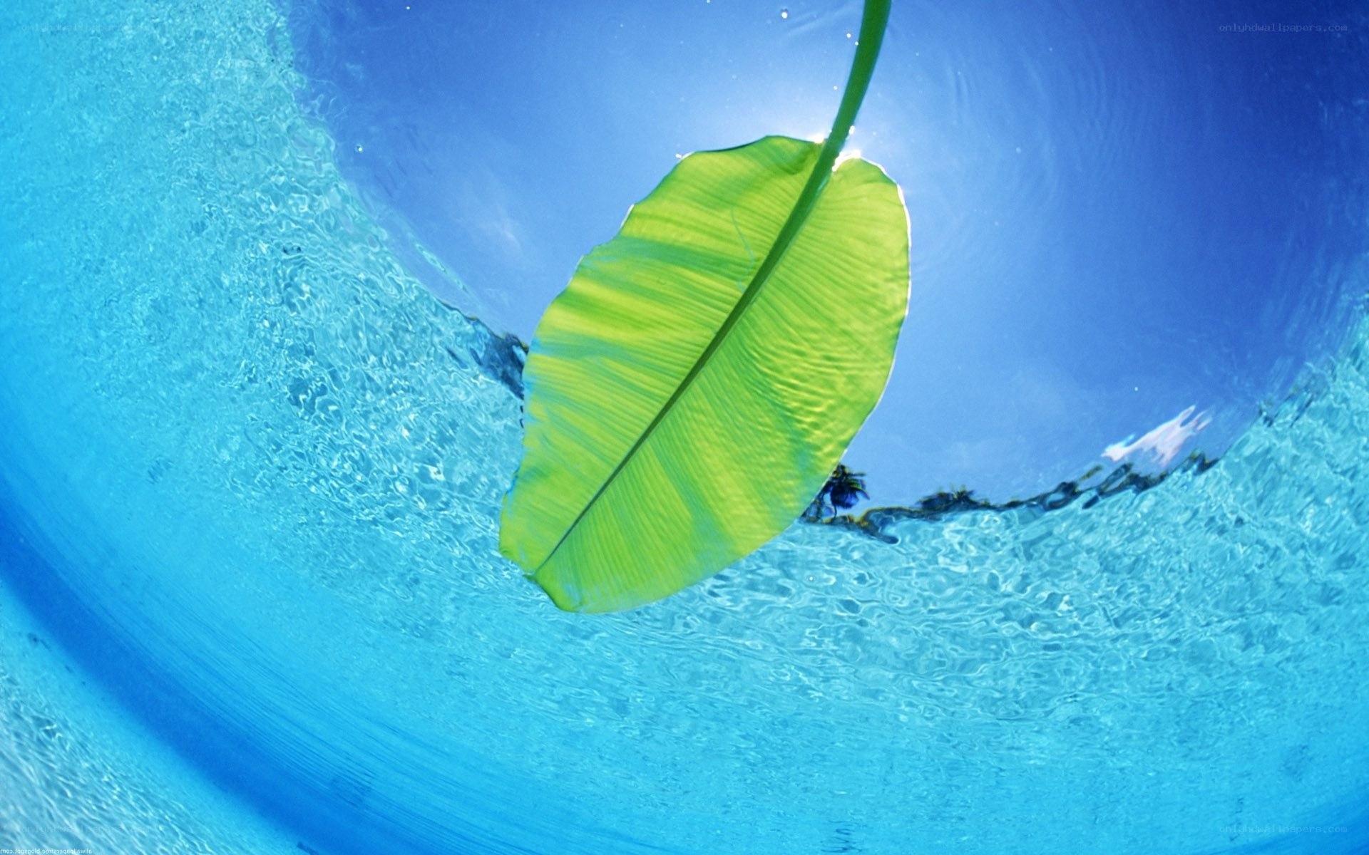 underwater leaf in blue water