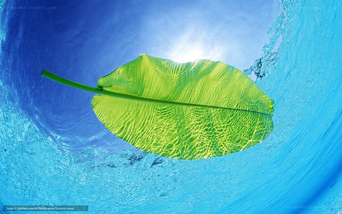 Underwater leaf in blue water