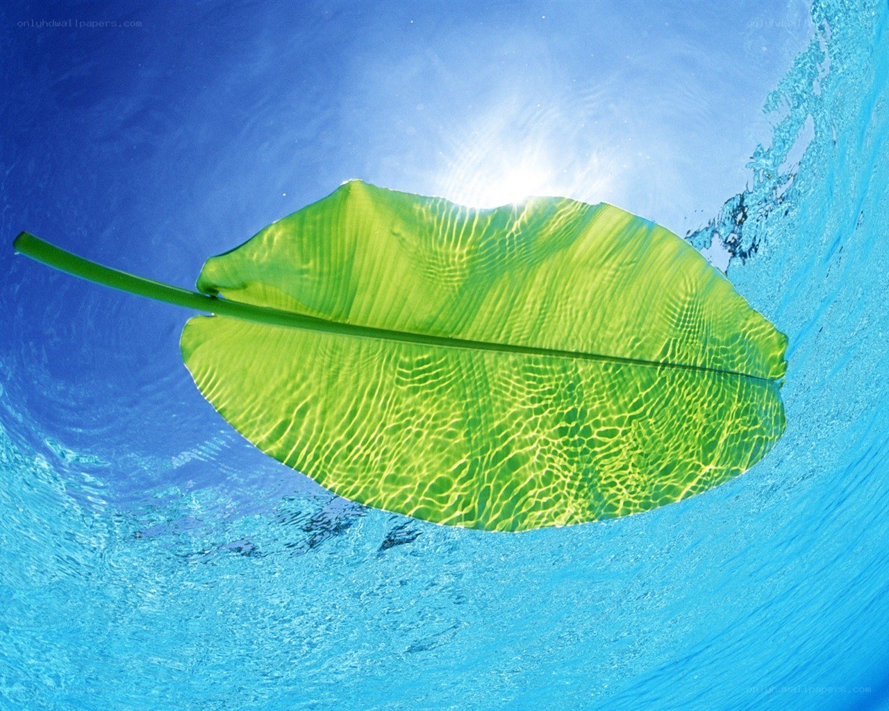 underwater leaf in sunlight