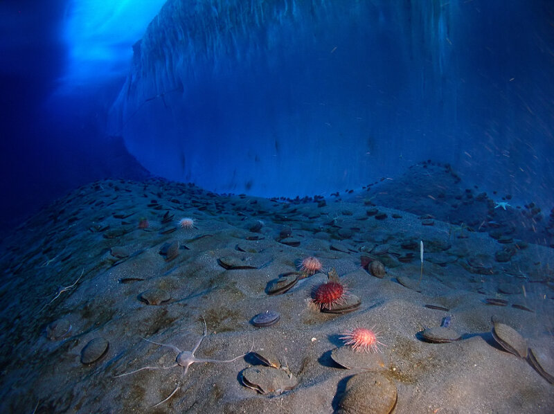 Underwater life near ice wall