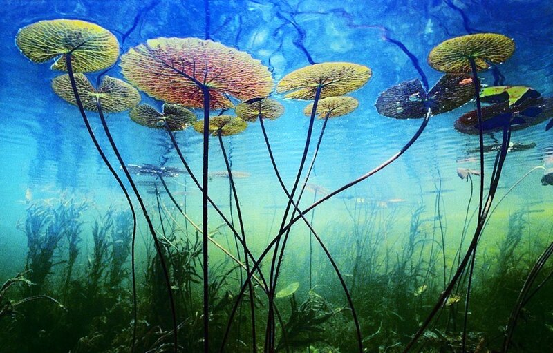 Underwater lily pads