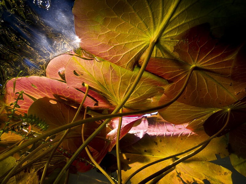 Underwater Lily Pads — Green, Dramatic