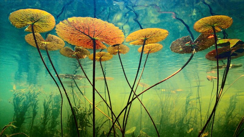 Underwater Lily Pads — Green, Serene, Photograph
