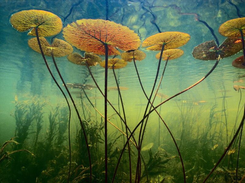 Underwater Lily Pads — Green, Serene