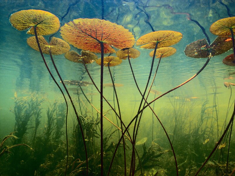 Underwater lily pads in clear water