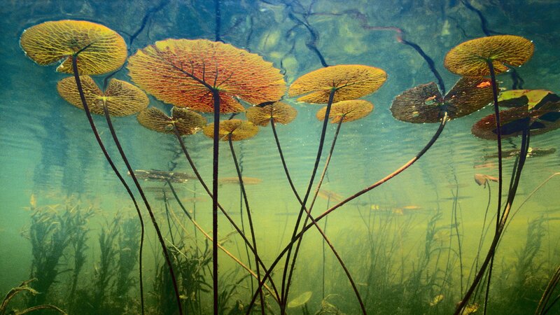 Underwater lily pads in clear water