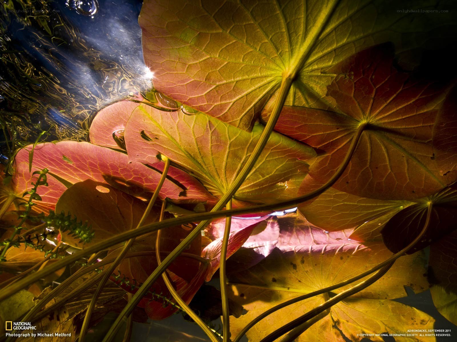 Underwater lily pads in sunlight