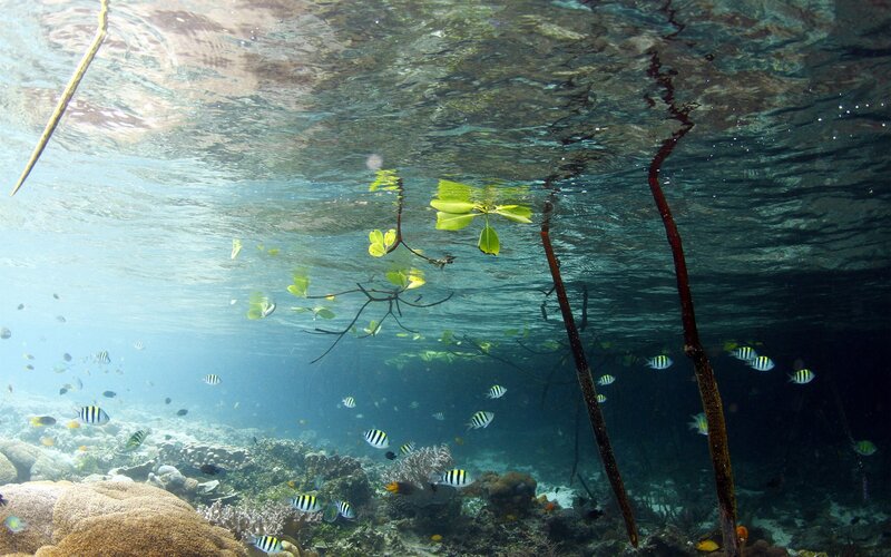Underwater mangrove ecosystem