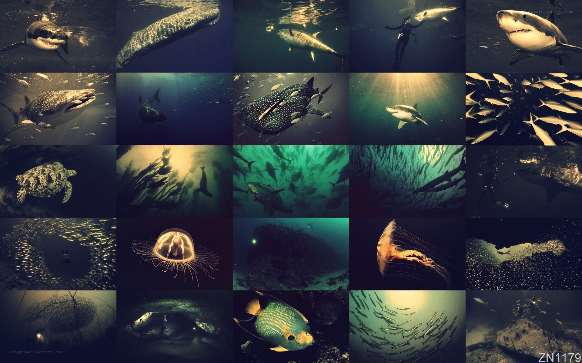 Underwater marine life collage