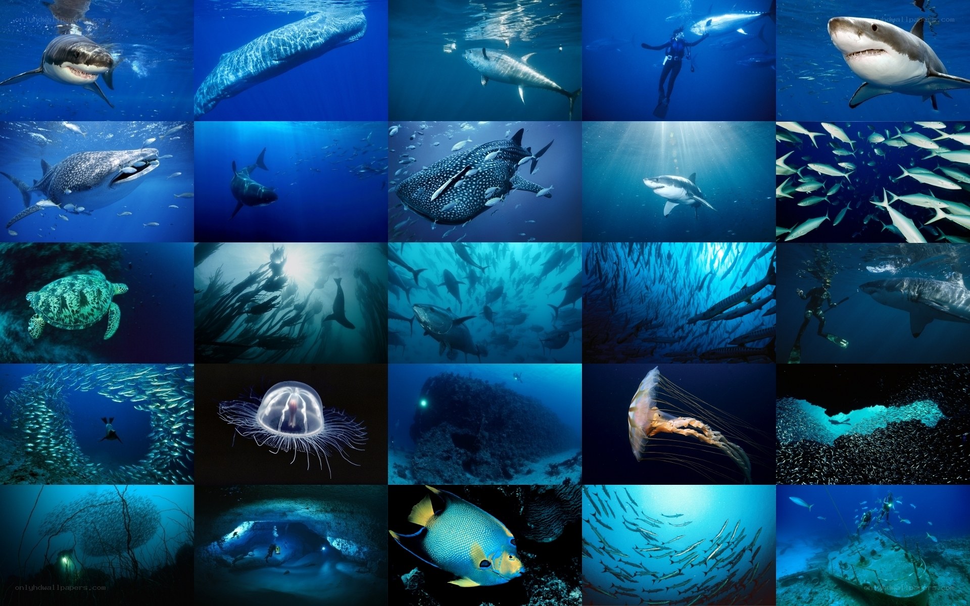 Underwater marine life collage