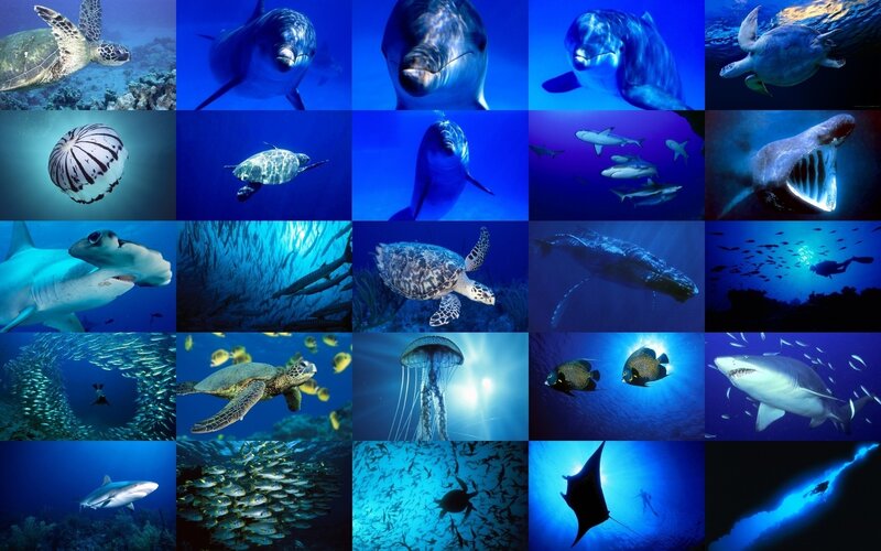 Underwater marine life collage