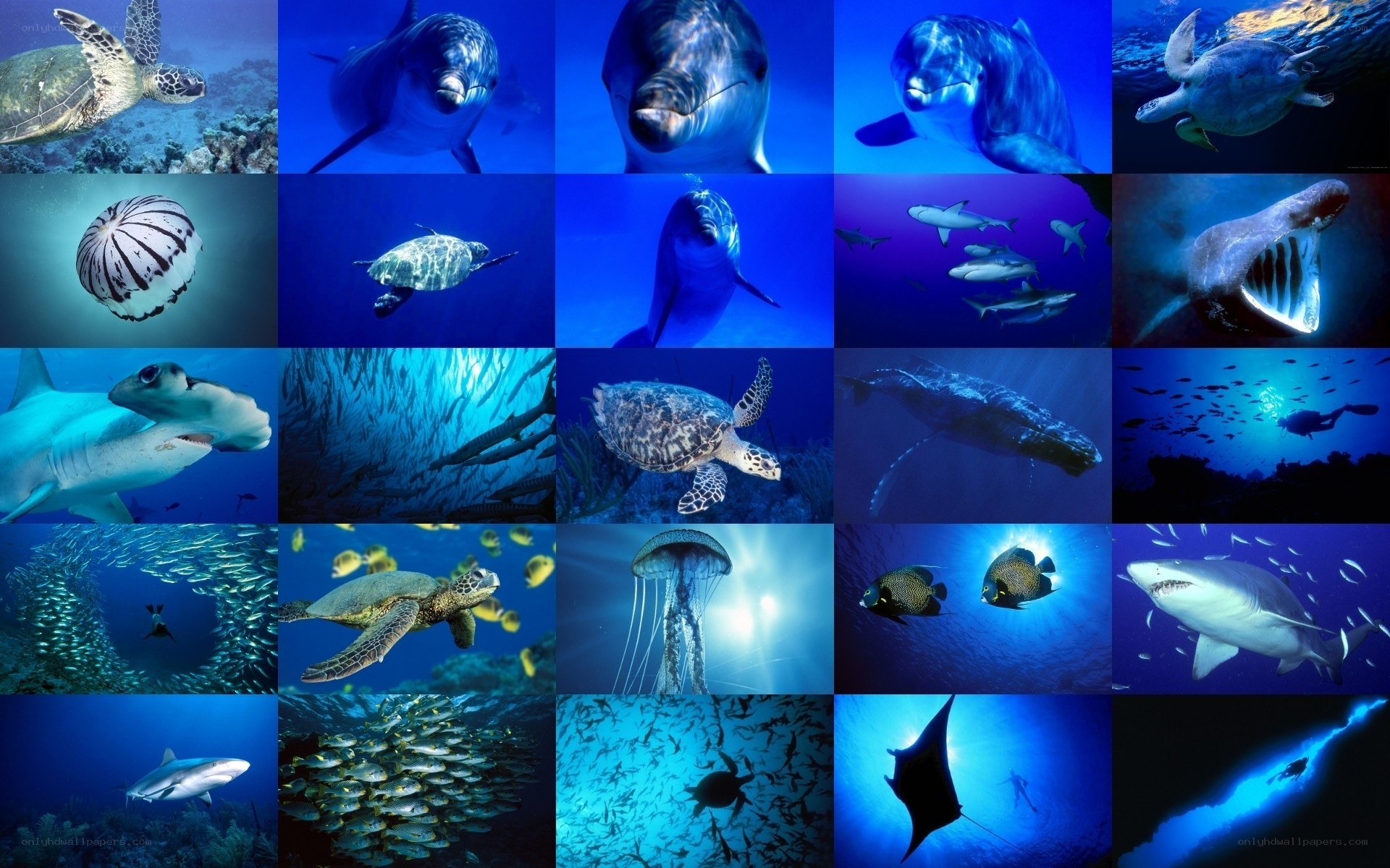 Underwater marine life collage