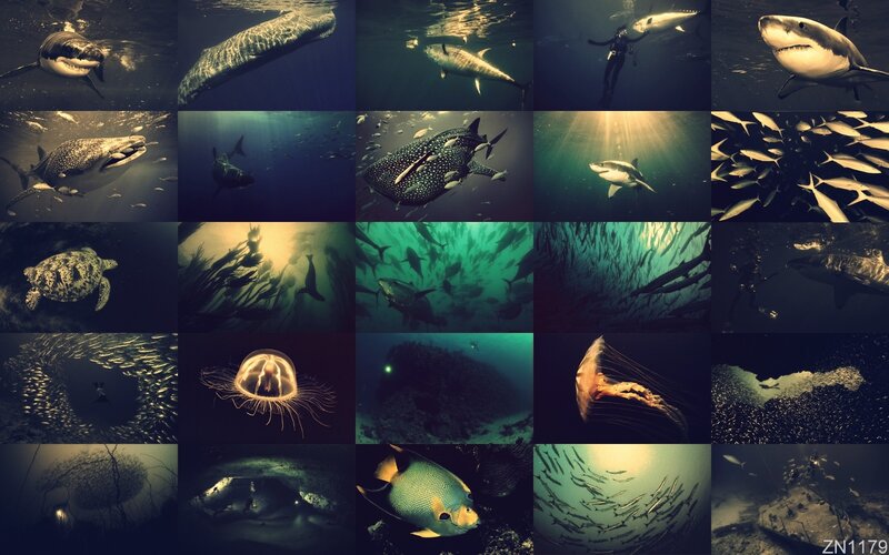 Underwater Marine Life — Green
