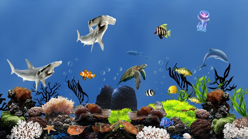 Underwater Marine Life