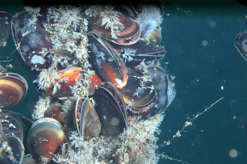 underwater mussels and marine growth