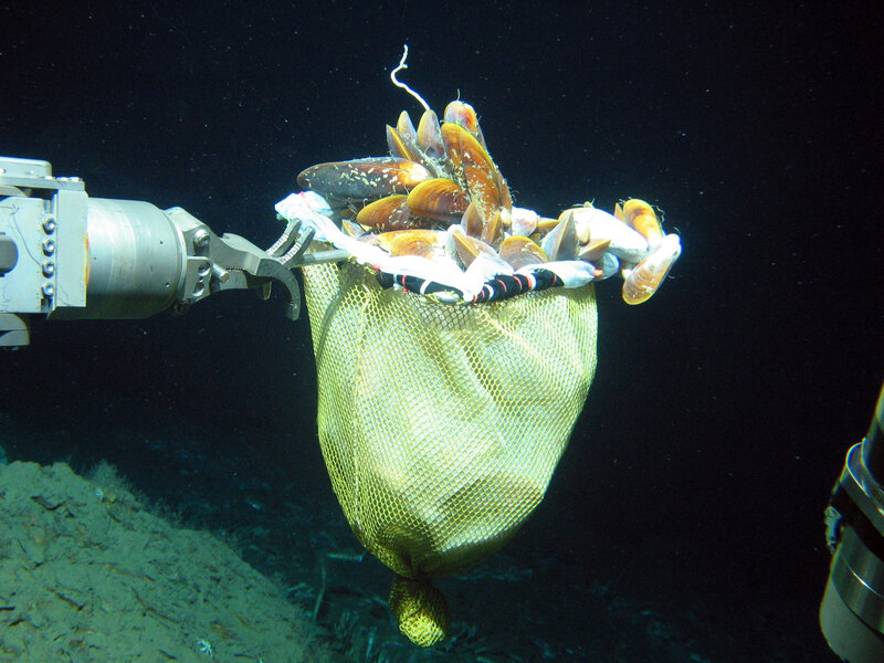 Underwater mussels collected