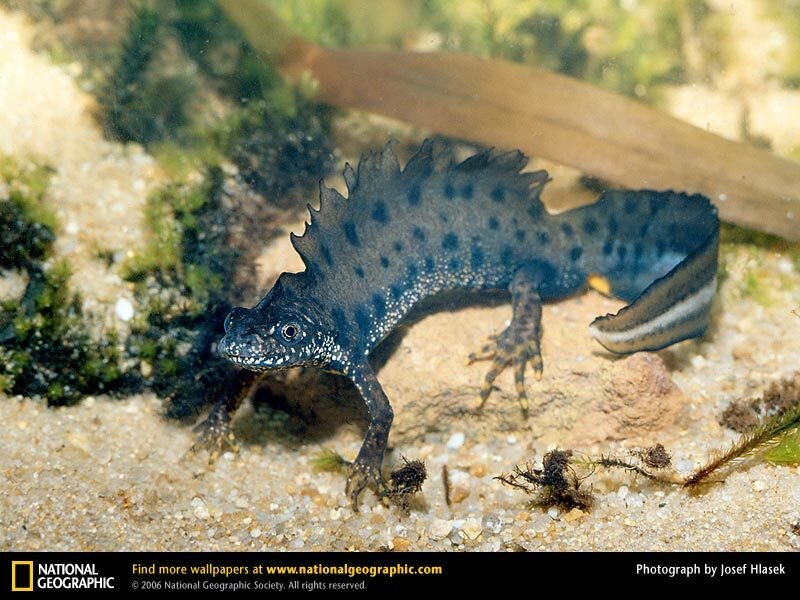 Underwater newt on sandy bottom