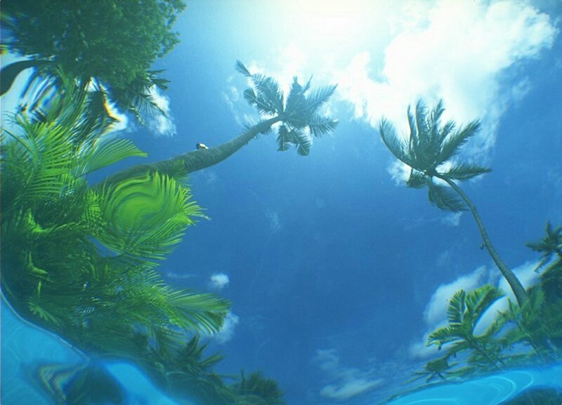 underwater palm trees