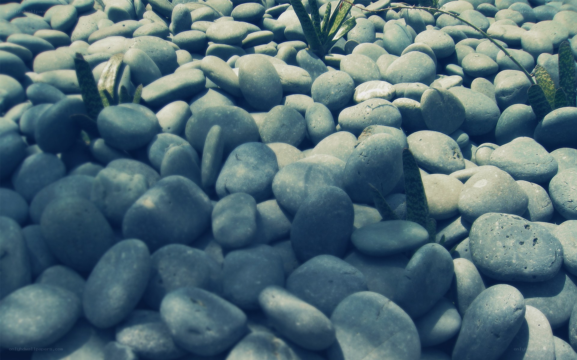 Underwater pebbles and plants