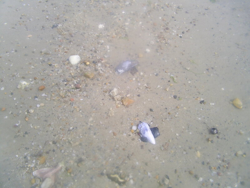 Underwater pebbles and shells