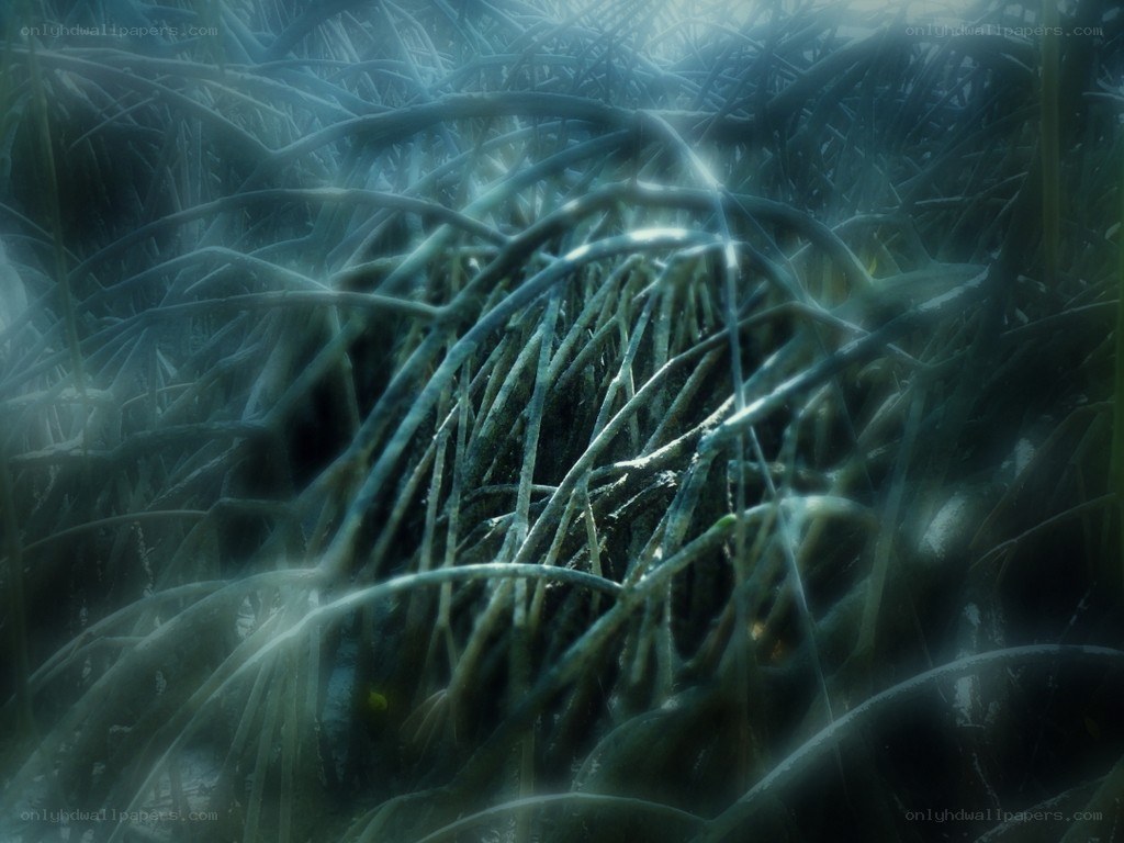 underwater plant life