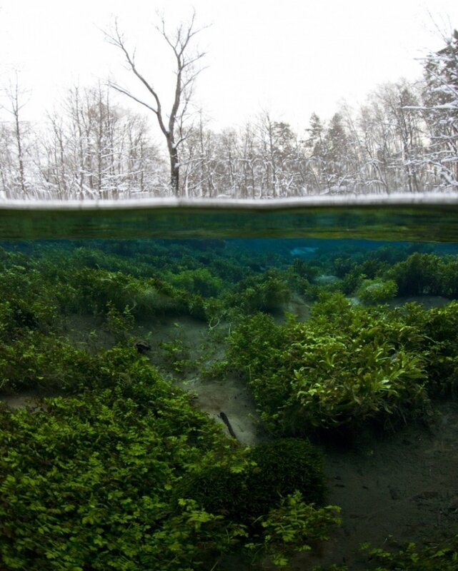 Underwater Plants in Winter