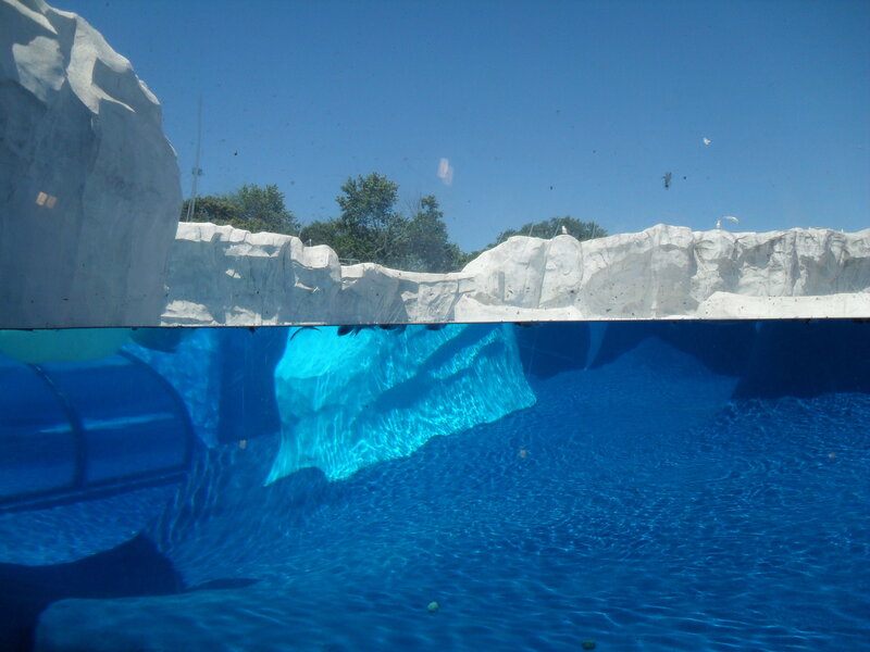 underwater pool view