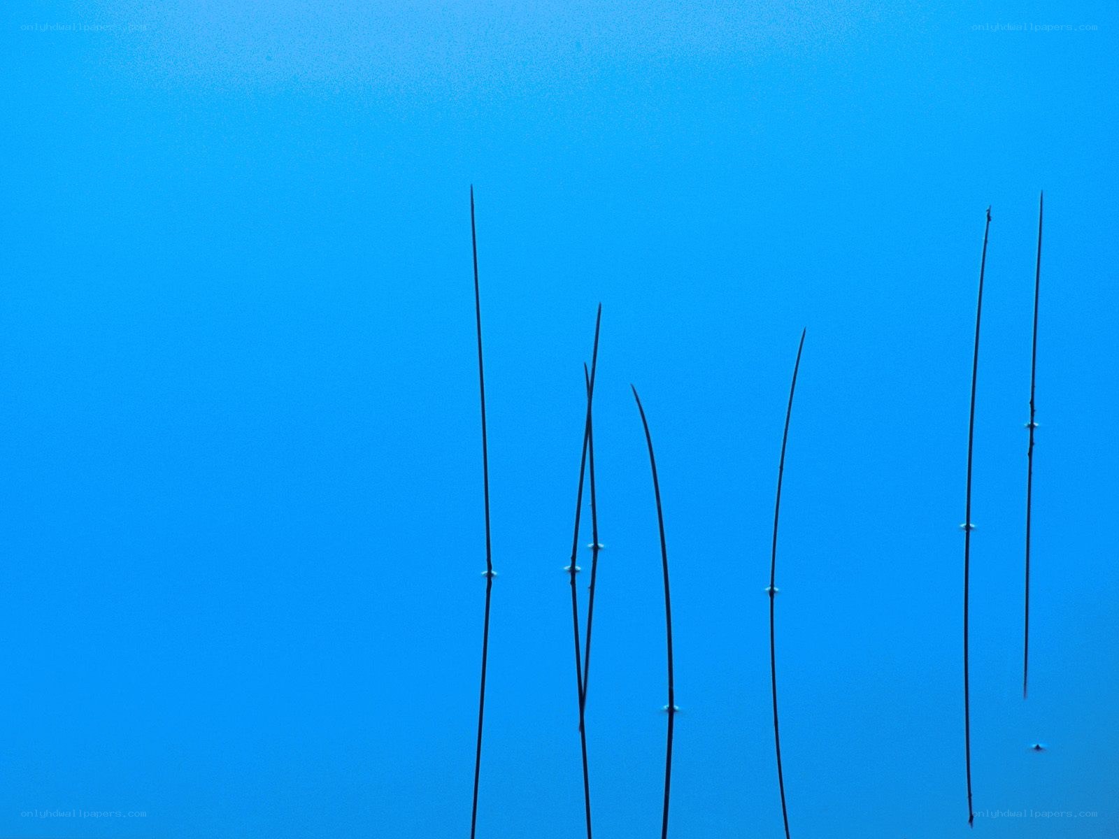 Underwater reeds against blue